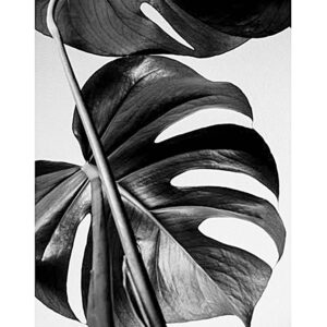 Póster de hojas de Monstera