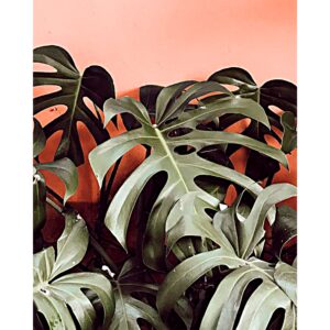 Cuadro Decorativo de Planta Monstera